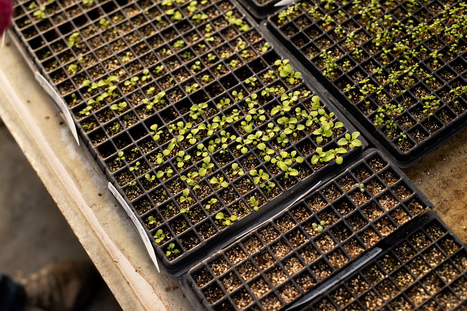 The Landscape & Horticulture Lawton Greenhouse grows a variety of plants for the Fort Wayne community.