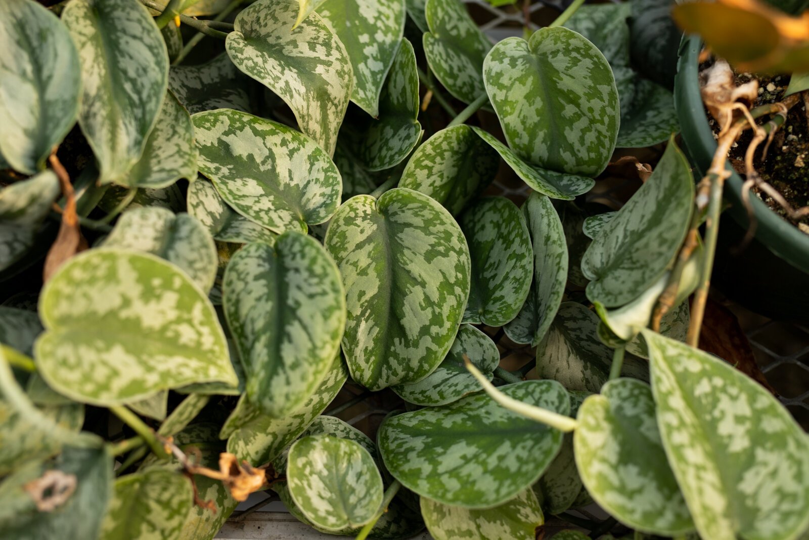 The Landscape & Horticulture Lawton Greenhouse grows a variety of plants for the Fort Wayne community.