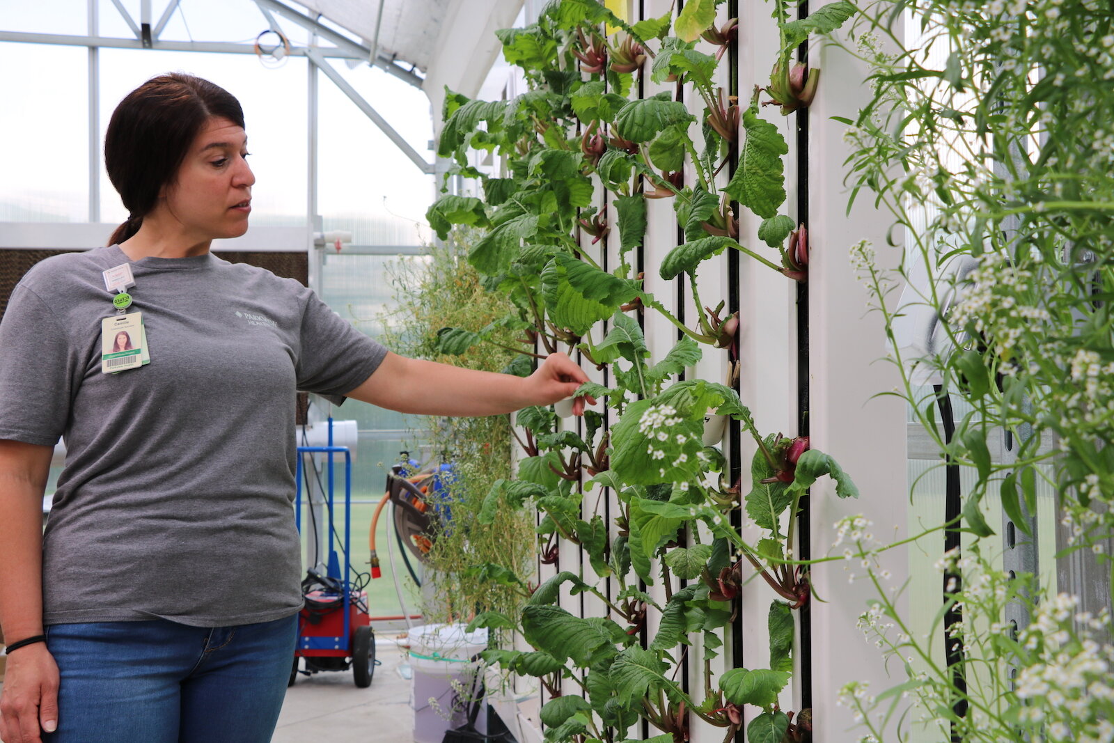 Camille Schuelke examines a plant growing on a “farm wall” inside the Parkview Community Greenhouse in Learning Kitchen in Fort Wayne. 
