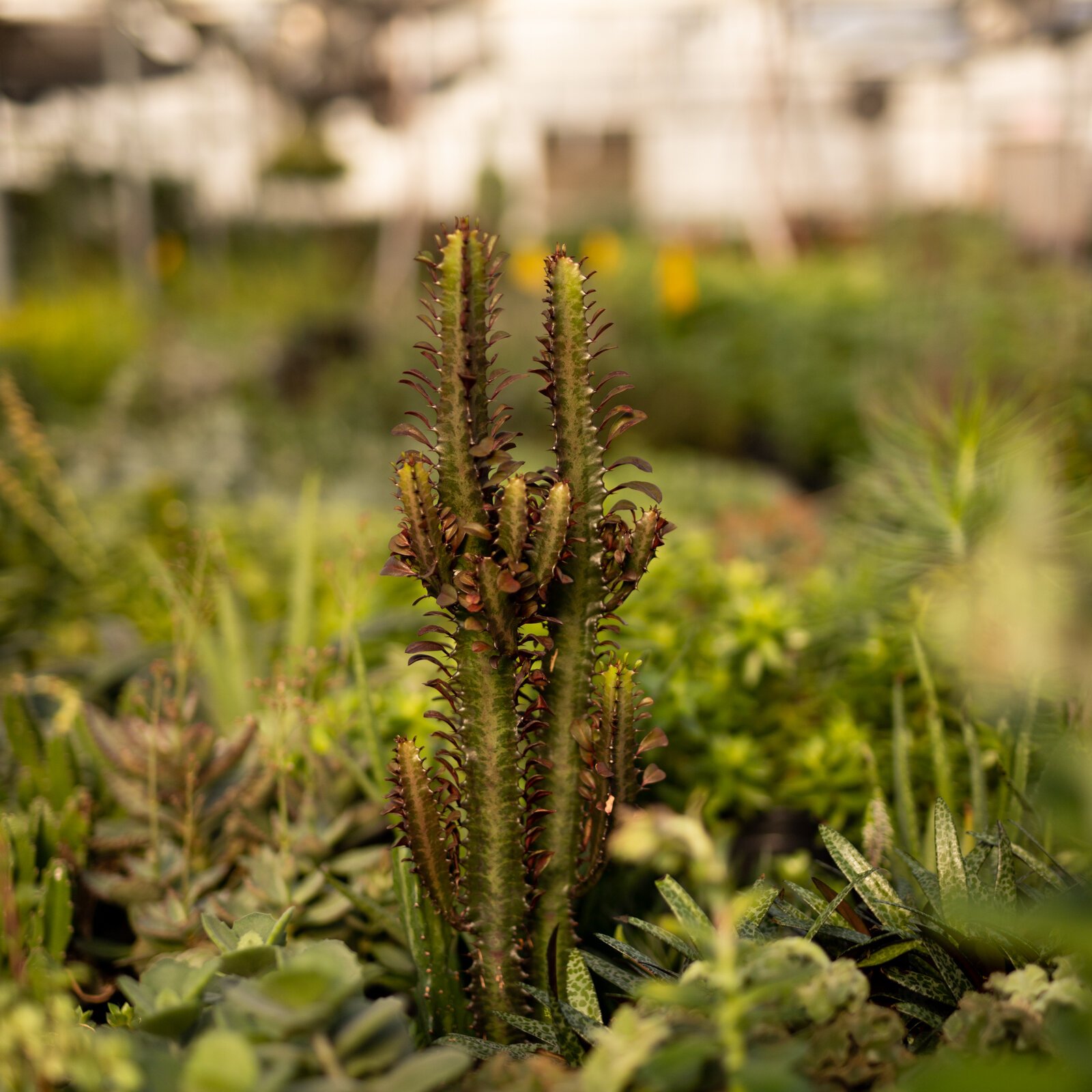 The Landscape & Horticulture Lawton Greenhouse grows a variety of plants for the Fort Wayne community.