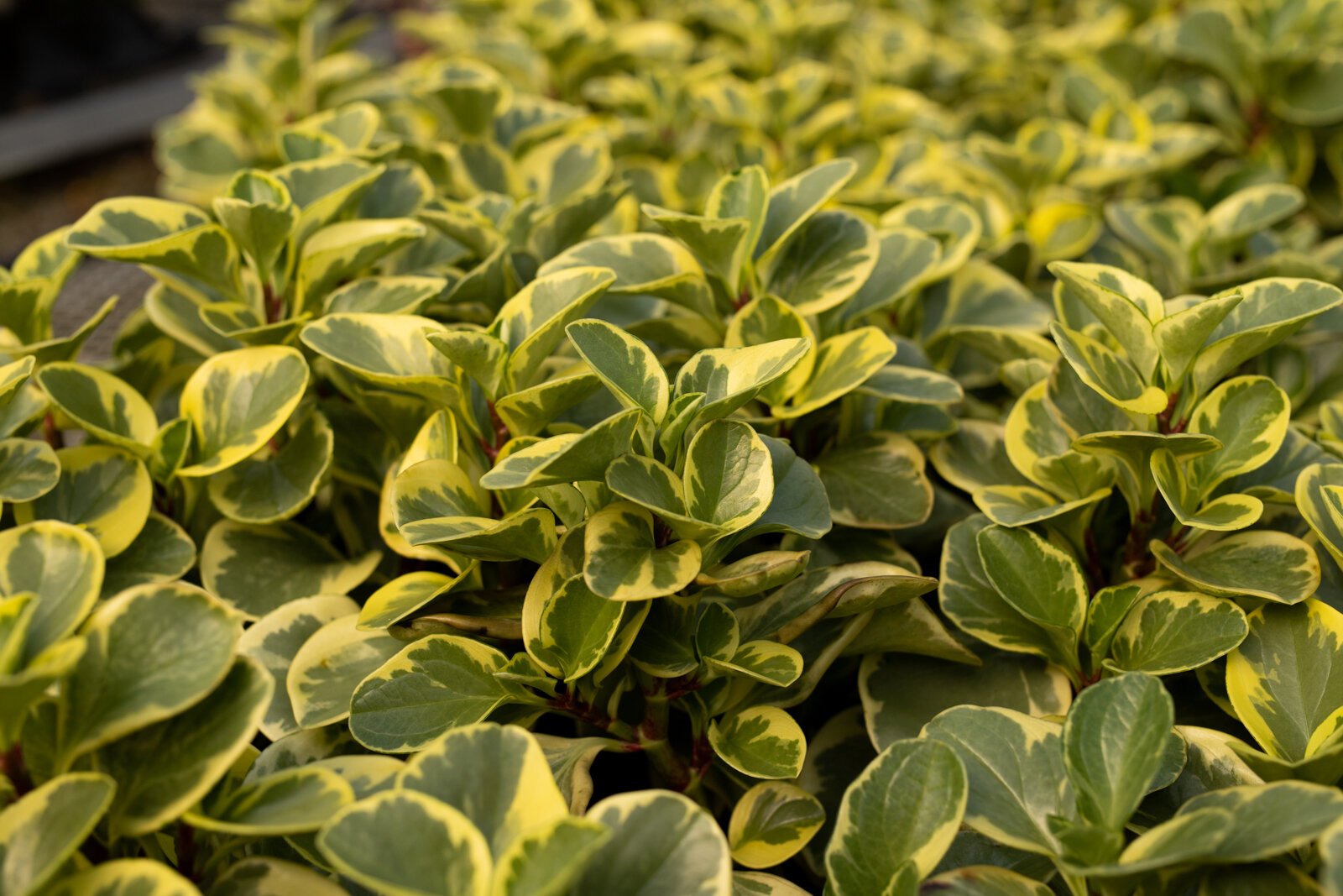 The Landscape & Horticulture Lawton Greenhouse grows a variety of plants for the Fort Wayne community.