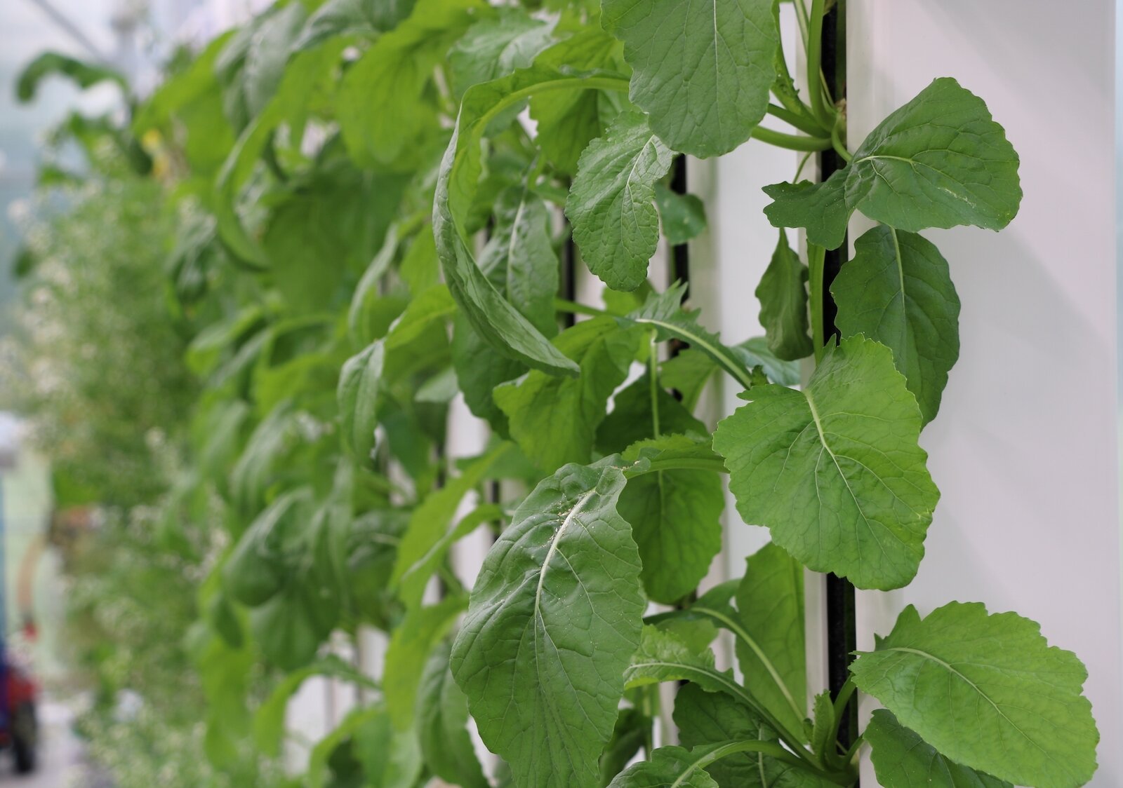 “Farm walls” provide a space-efficient way of growing food. 