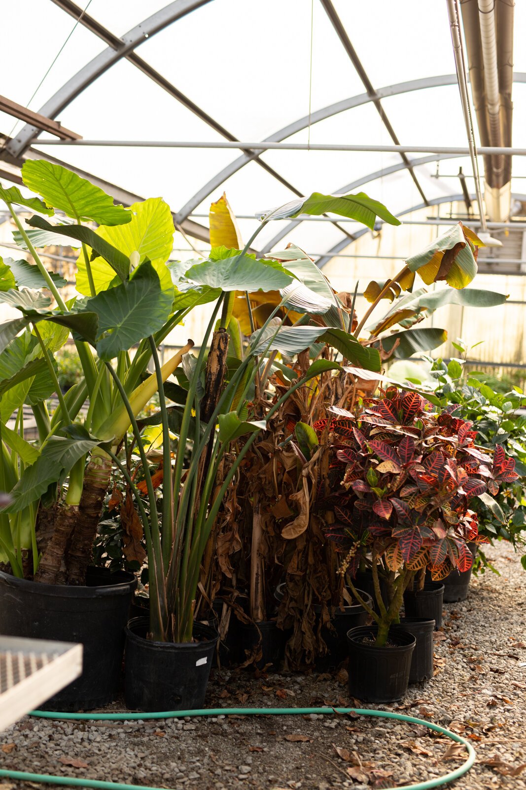 The Landscape & Horticulture Lawton Greenhouse grows a variety of plants for the Fort Wayne community.