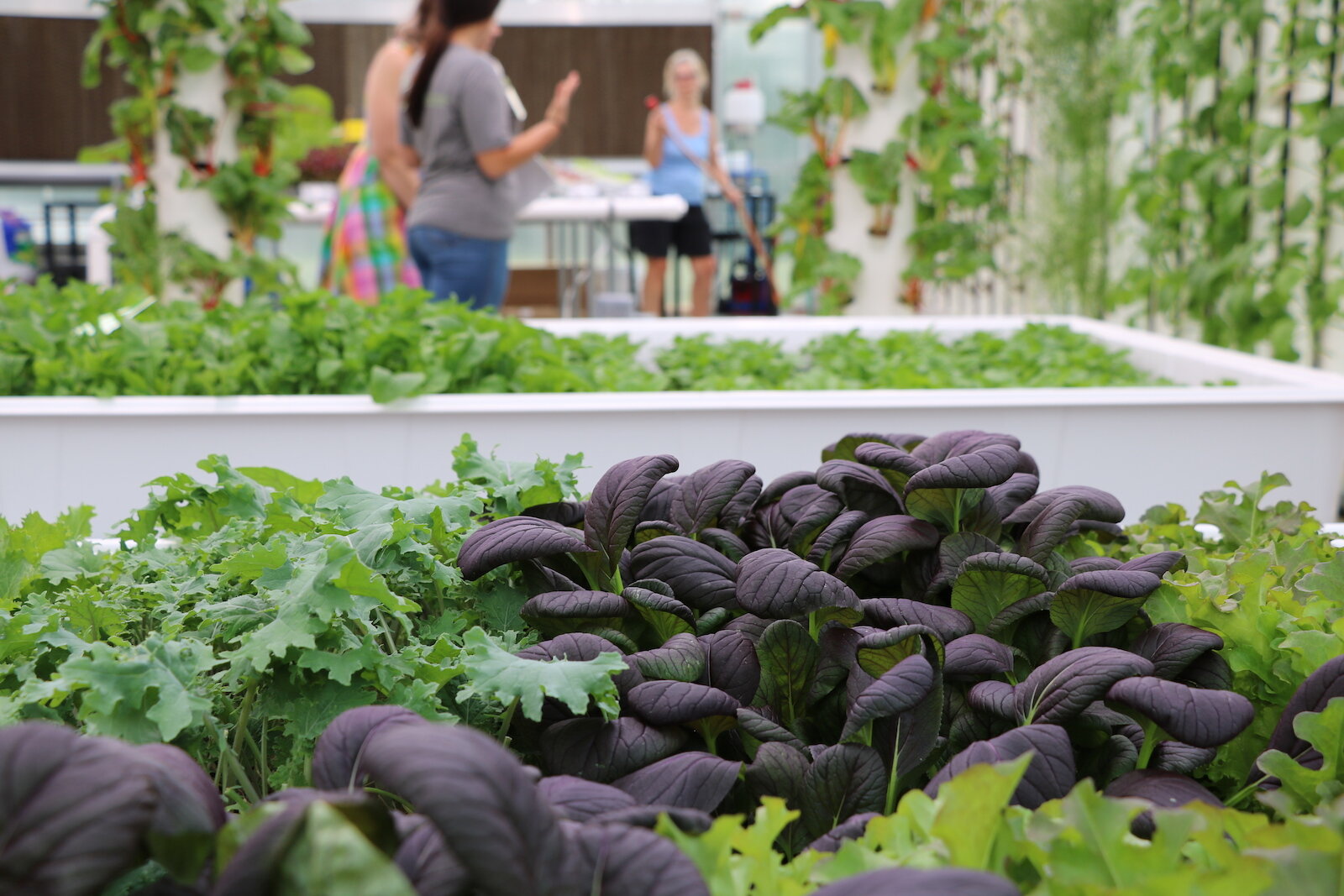 A variety of plants grow inside the Parkview Community Greenhouse and Learning Kitchen. 