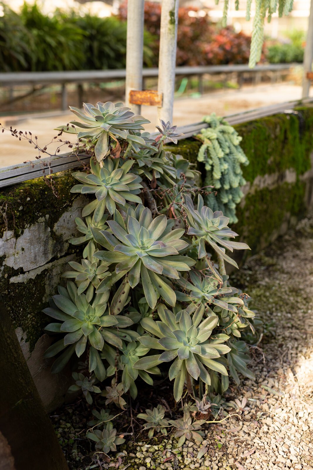 The Landscape & Horticulture Lawton Greenhouse grows a variety of plants for the Fort Wayne community.