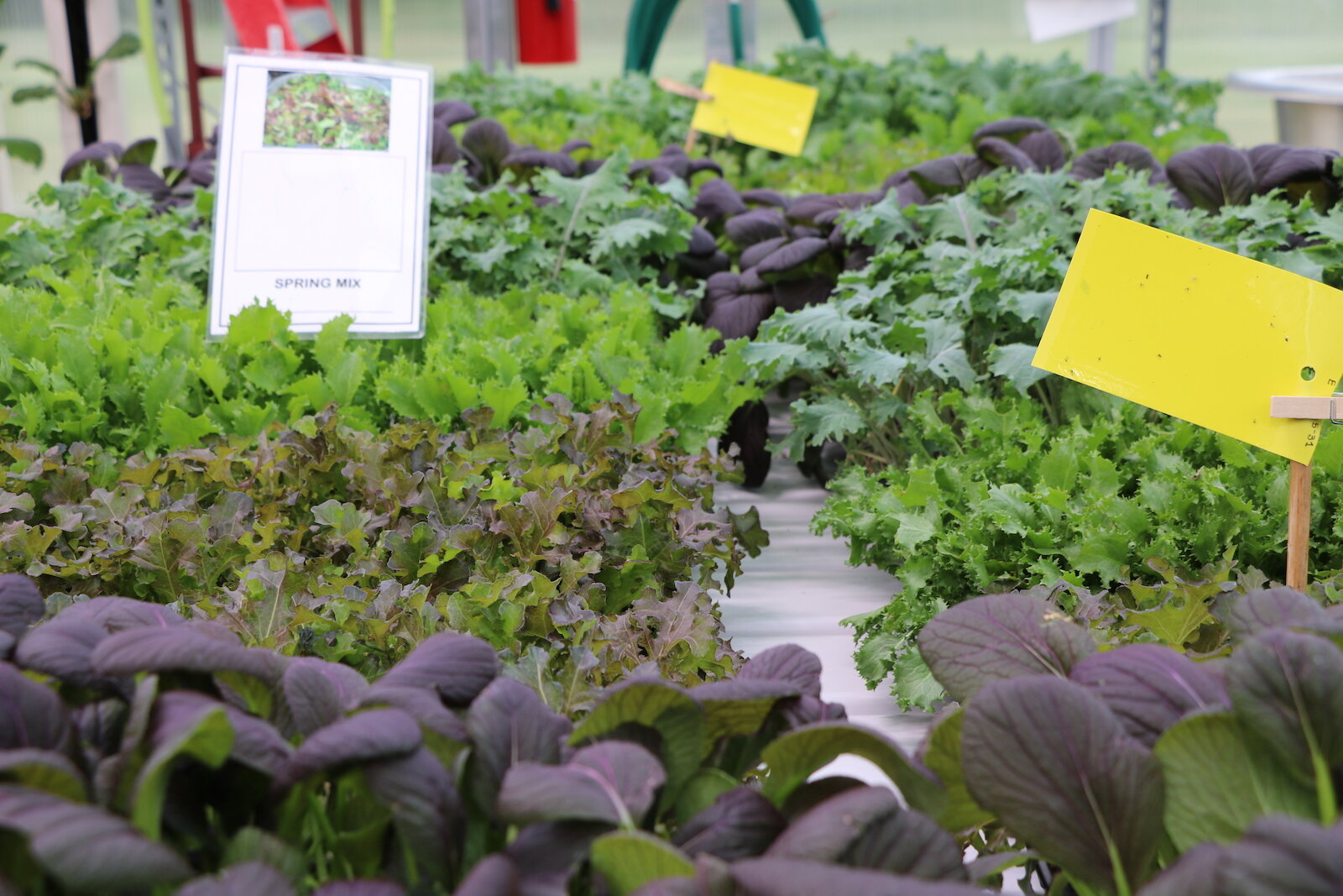 A “Spring Mix” is flourishing inside the Parkview Community Greenhouse and Learning Kitchen. 