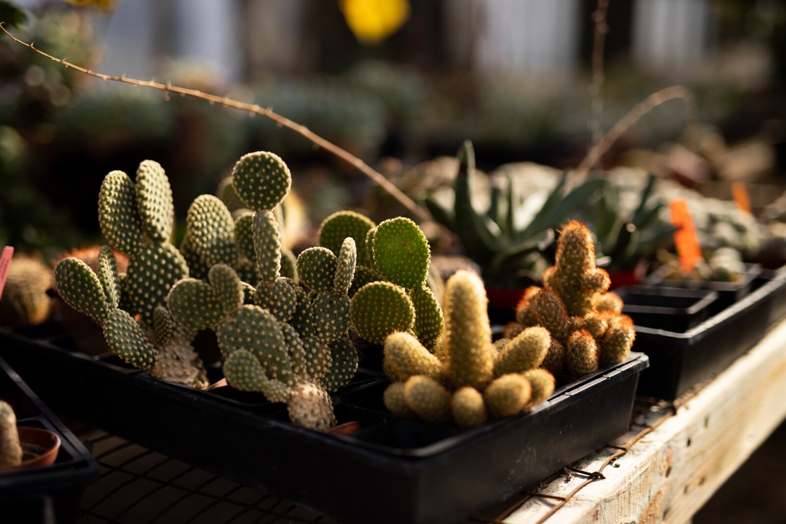 The Landscape & Horticulture Lawton Greenhouse grows a variety of plants for the Fort Wayne community.