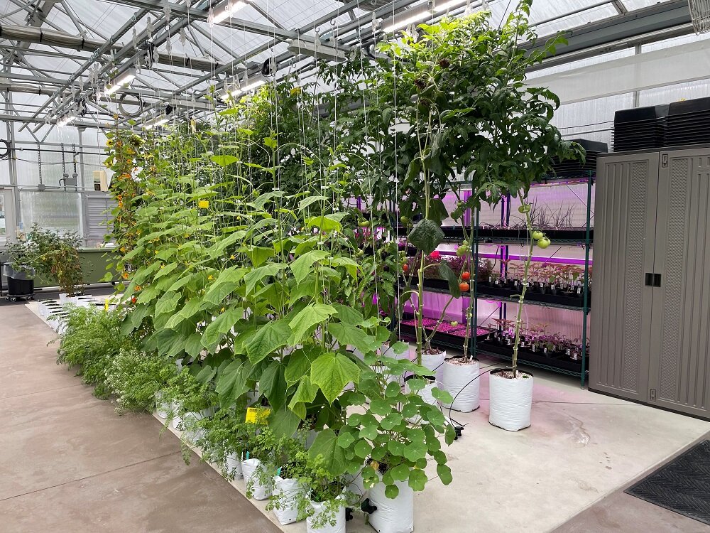 At the Parkview Community Greenhouse, farmer Camille Schuelke grows multiple varieties of plants using different growing techniques.