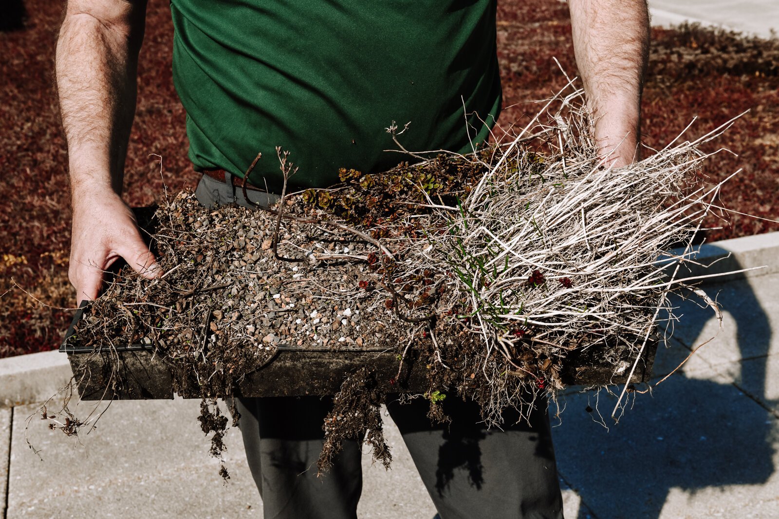 The green roof atop the campus library at Concordia Theological Seminary is divided into two-foot by two-foot planter boxes.