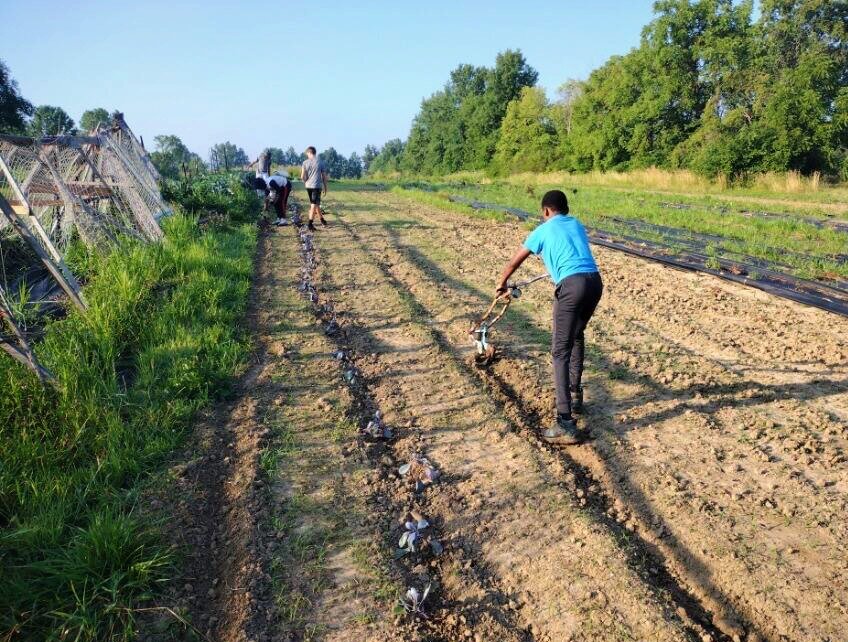 About 15 youth, ages 10-17, tend land on the farm through the nonprofit Human Agricultural Coop, which teaches life skills and healthy eating through farming. 