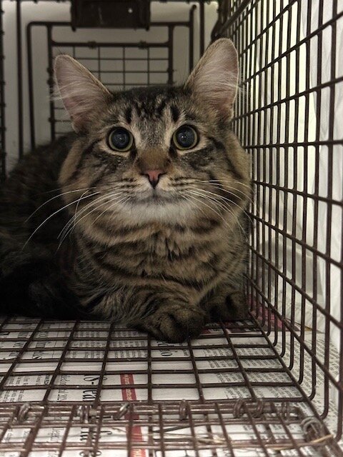 Community cats Humane Fort Wayne has spayed or neutered this year.
