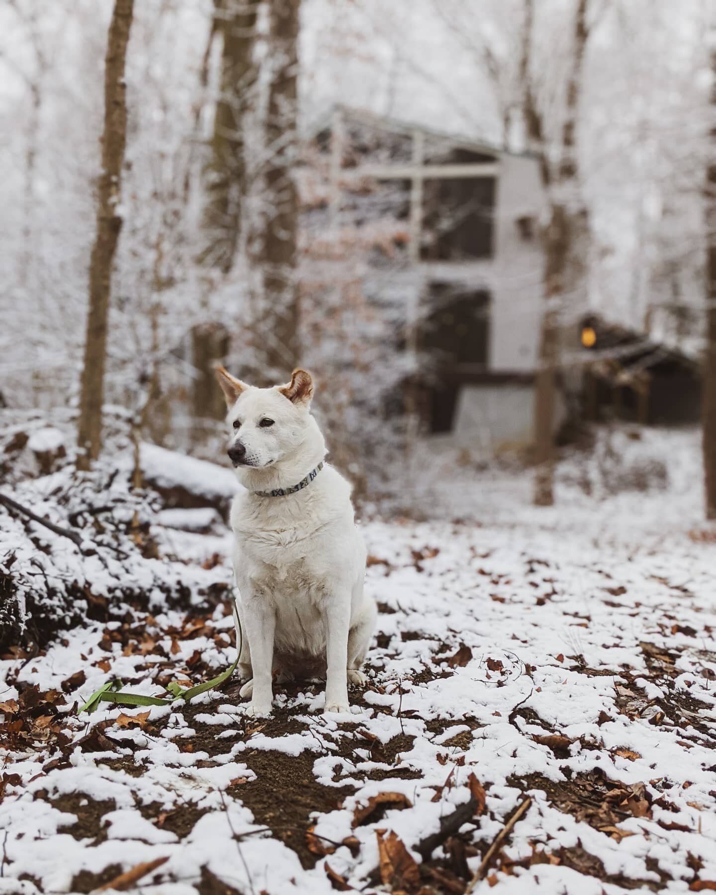 The Jackson family dog outside the wooded property.