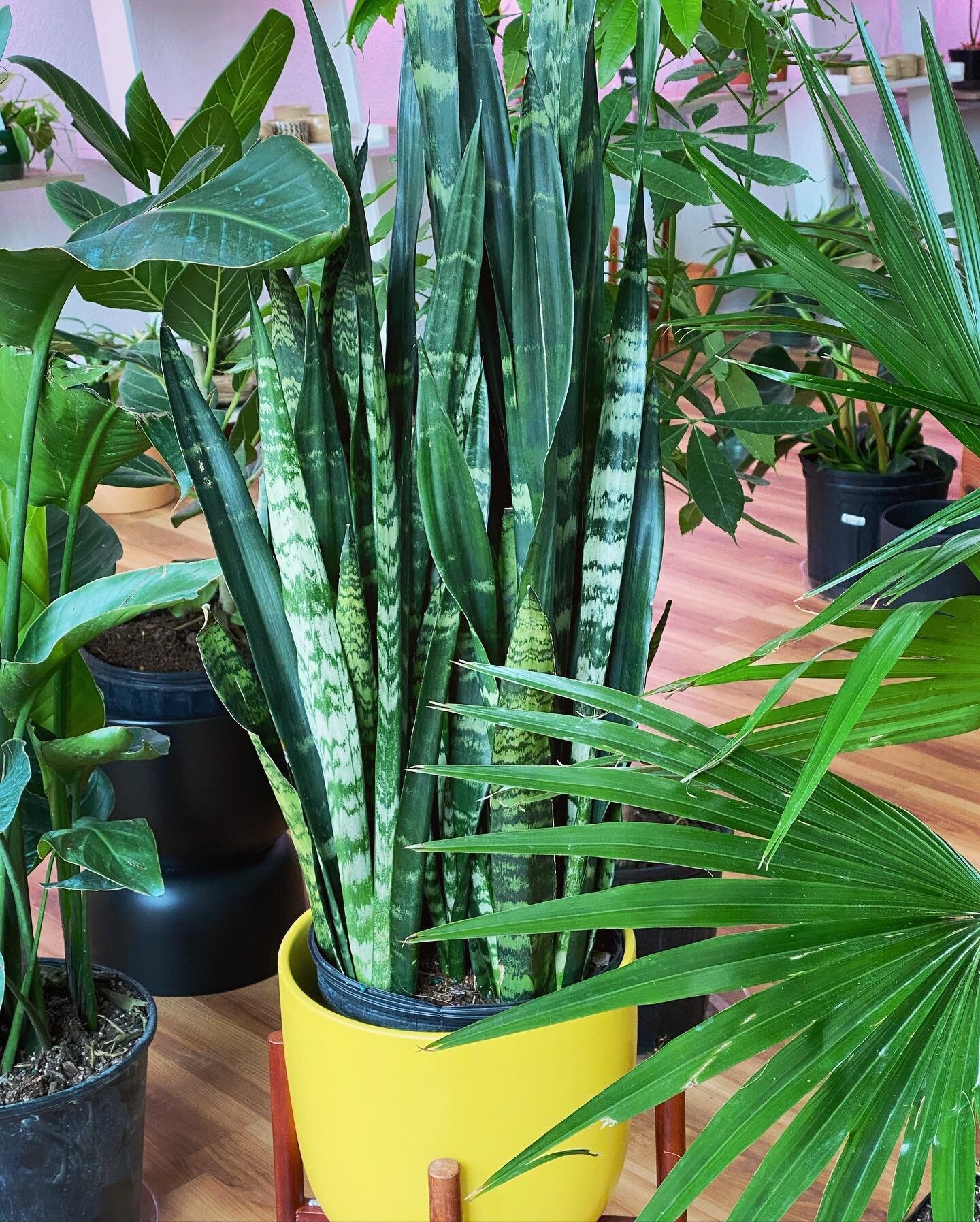 Snake plants are a good option for beginning growers.