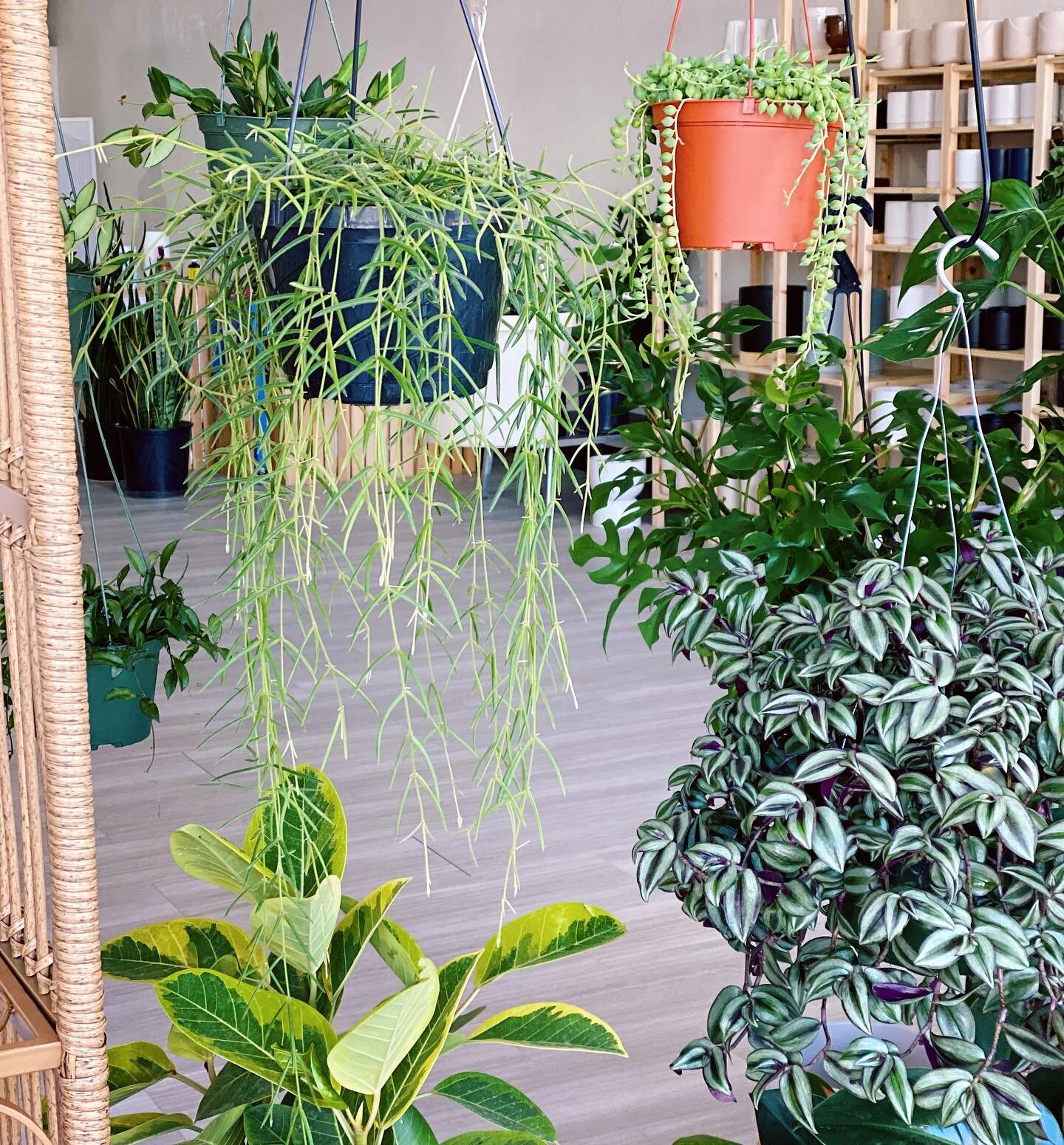 Honey Plant is located at 1436 N. Wells St.