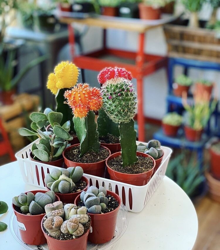A selection of small succulents and cacti at Honey Plant.