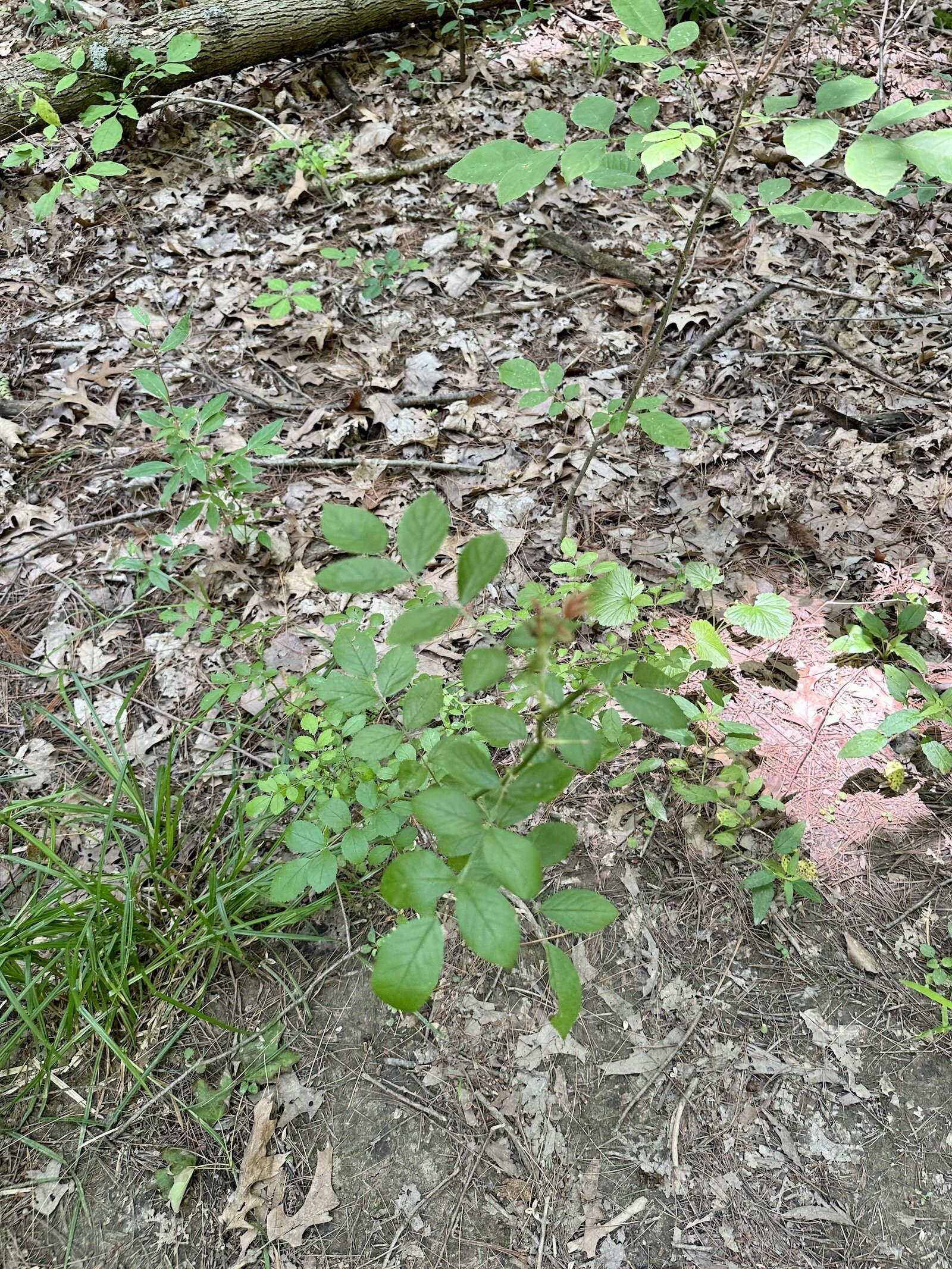 An invasive plant growing at an ACRES Land Trust. Reena Ramos, ACRES outreach manager, says they do a lot of work to eliminate invasive species from their preserves.