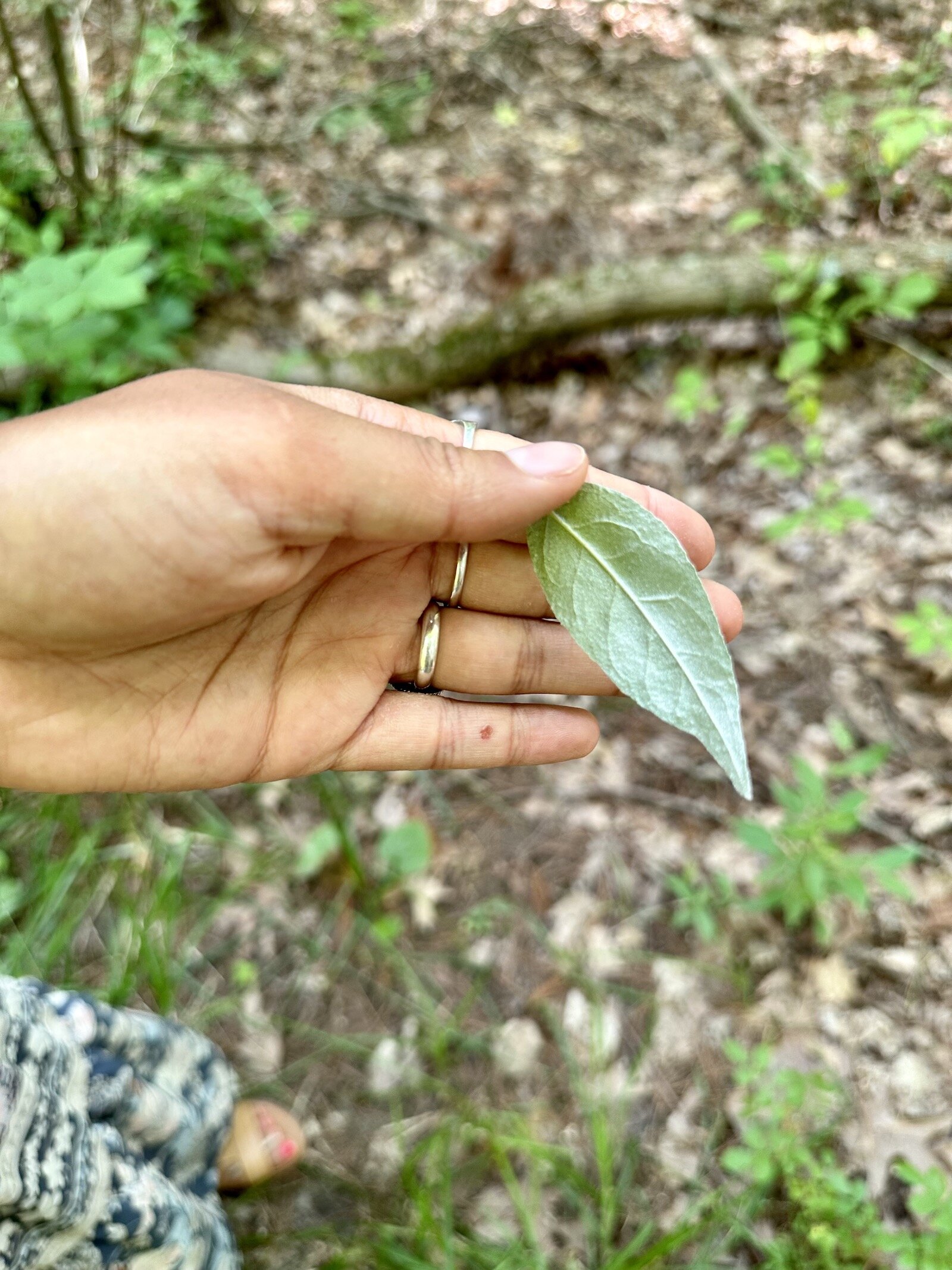 Reena Ramos, ACRES outreach manager, holds up a leaf from an invasive plant.