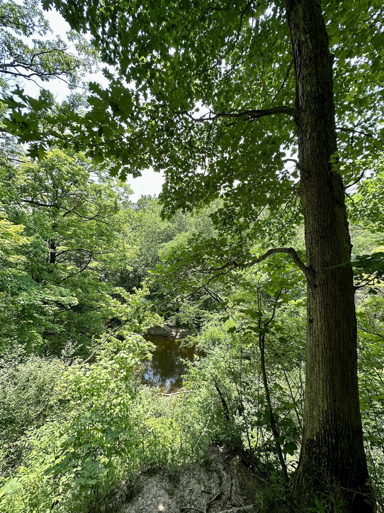 An overlook of a ravine at an ACRES Land Trust property.