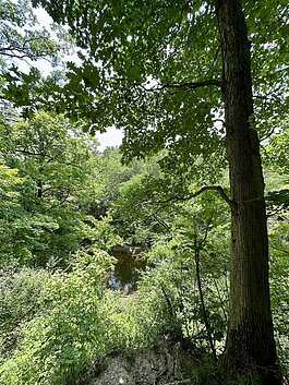 What is a Fen? The Nature of ACRES' Springy Places - ACRES Land Trust