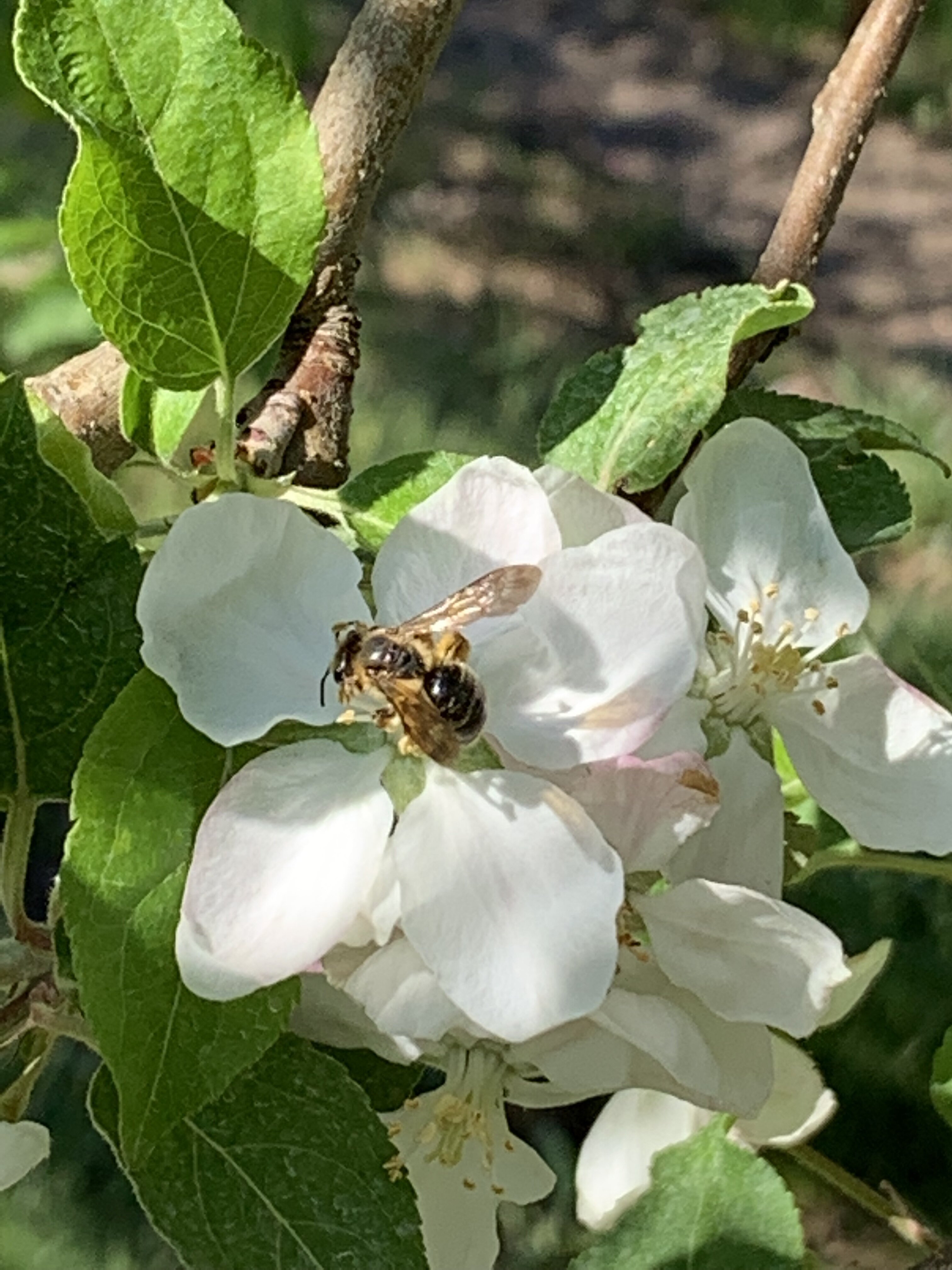 A bee on a blooming flower.