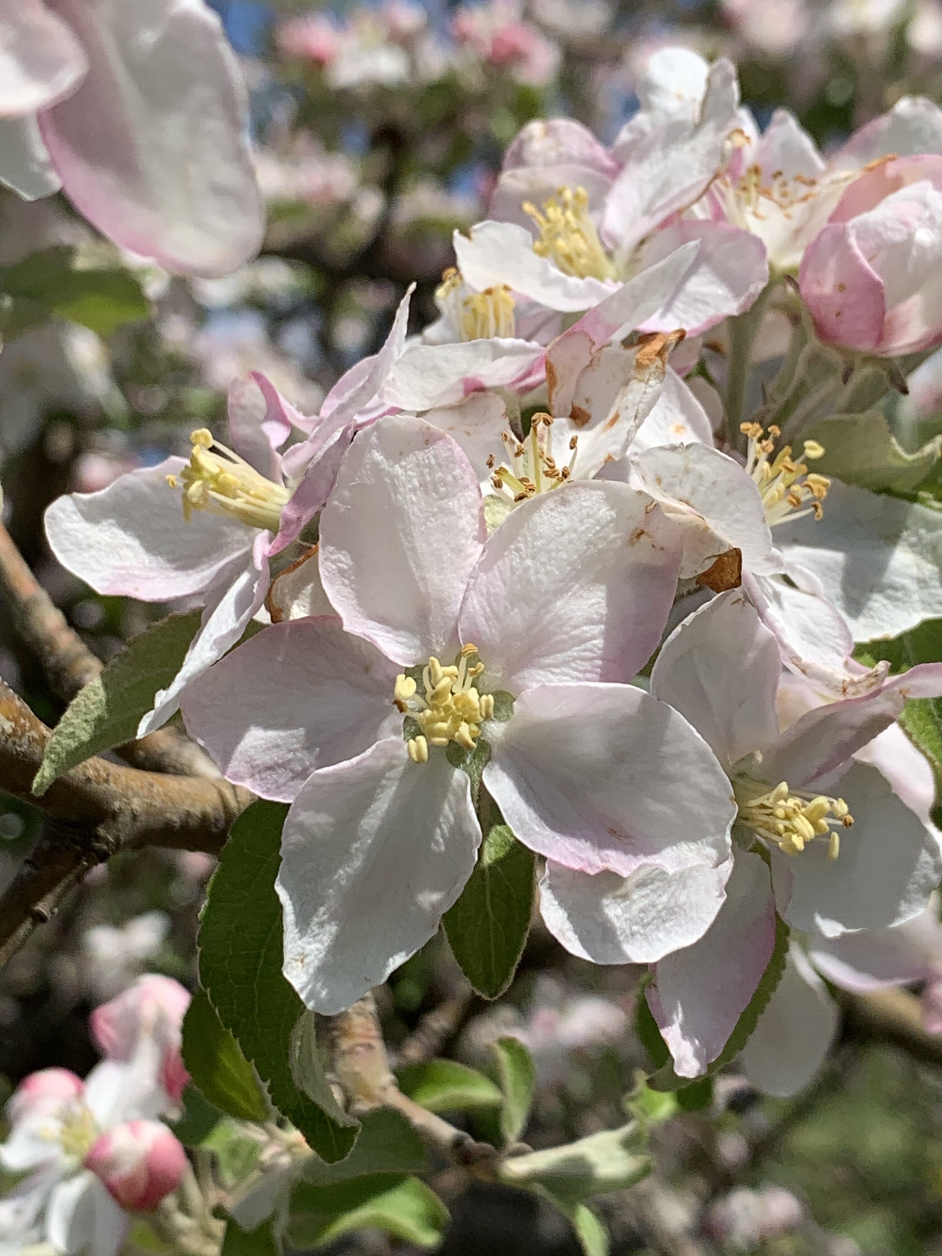Flowers on an apple tree.