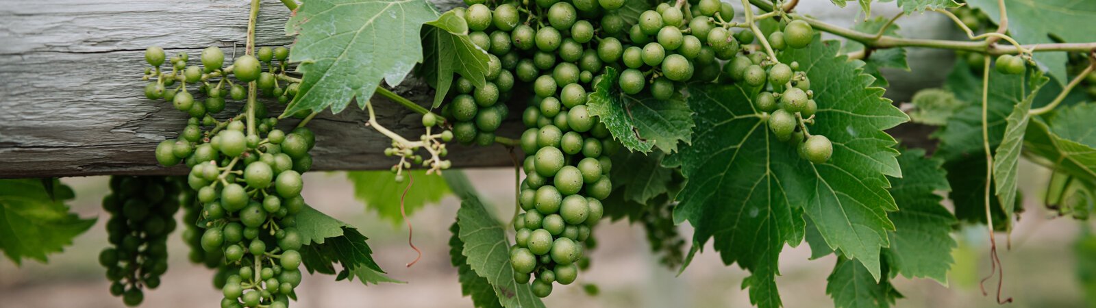 Seyval Blanc grapes at Hartland Winery in Ashley, IN.