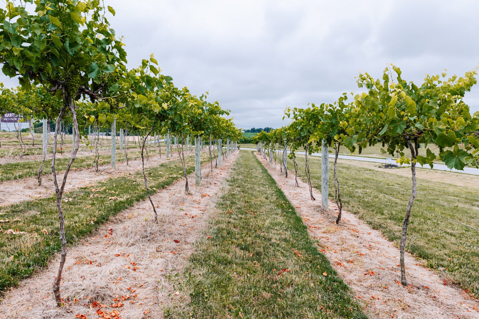 Hartland Winery in Ashley, IN.