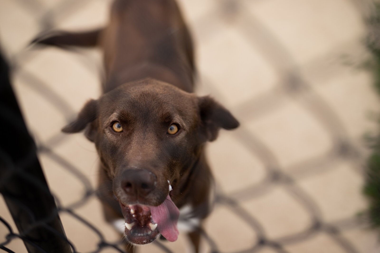 Johnny Appleseed Campground offers a members-only dog park.