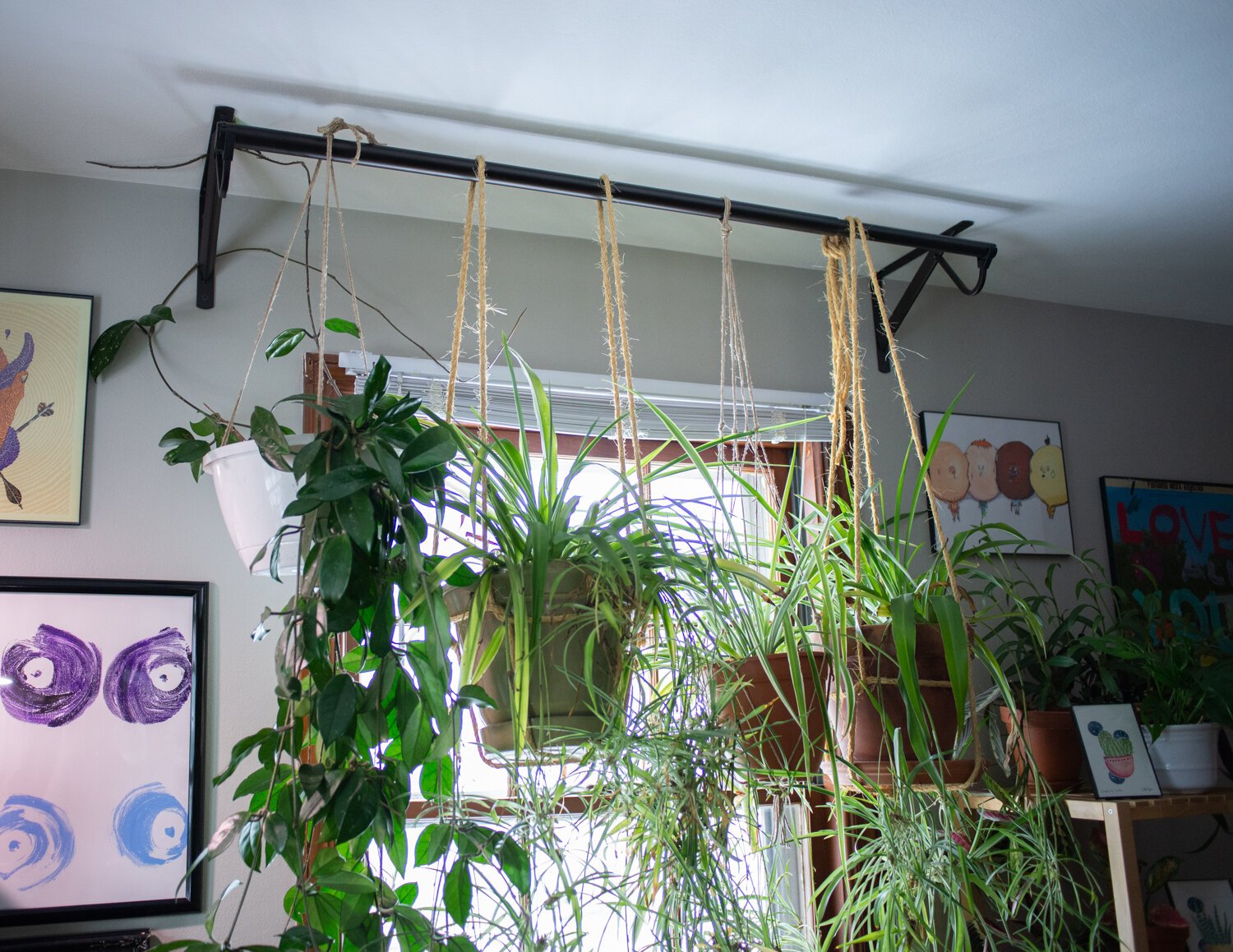 Plants are hung using extra support closet hangers in front of a window in their living room.