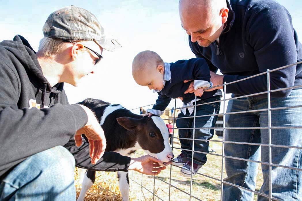 Families pet the cows at Kuehnert Dairy Farm in Fort Wayne.