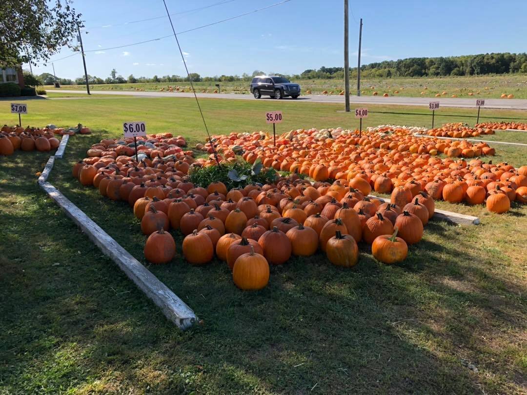 Kurtz Farm’s U-Pick Pumpkin Patch offers various shapes and colors of pumpkins.