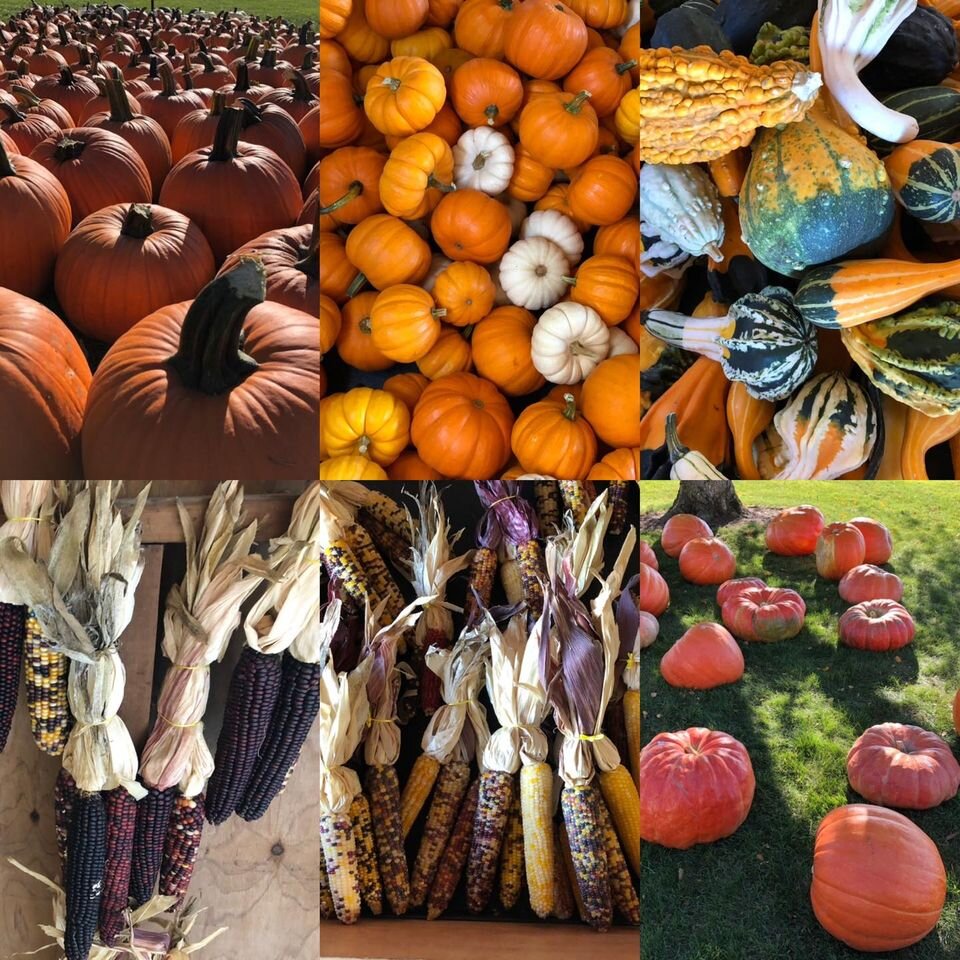 Kurtz Farm is full of fall favorites, from pumpkins to gourds and Indian corn.