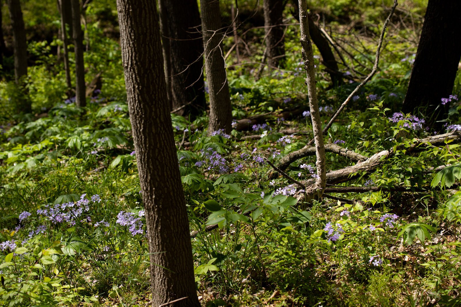 LC Nature Park opened in May 2021 at 9744 Aboite Rd in Roanoke.