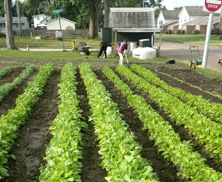 Legacy Taste of the Garden is a family farm designed to pass on generational knowledge of sustainable and entrepreneurial living through farming and gardening.