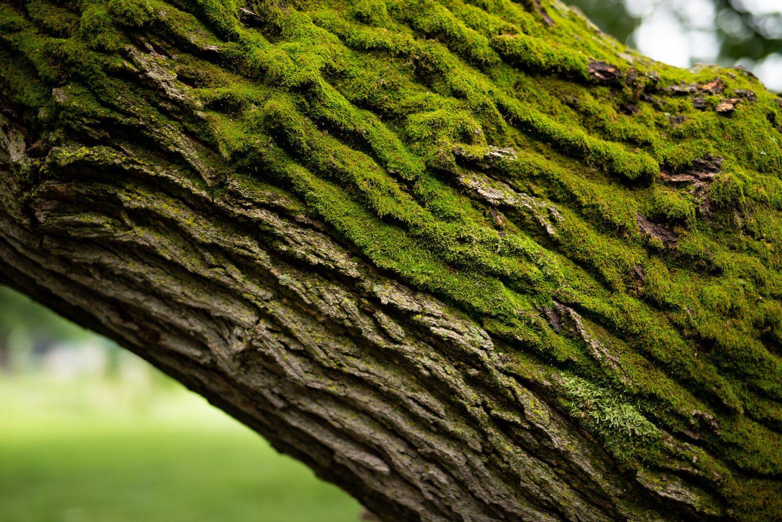 Moss grows on a Mulberry tree at Poplar Village Gardens.
