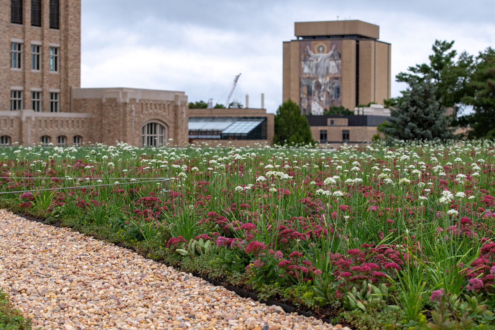 The green roof at Notre Dame's Joyce Center consists of 25 plant species, including 22 varieties of sedum, and a rooftop irrigation system.