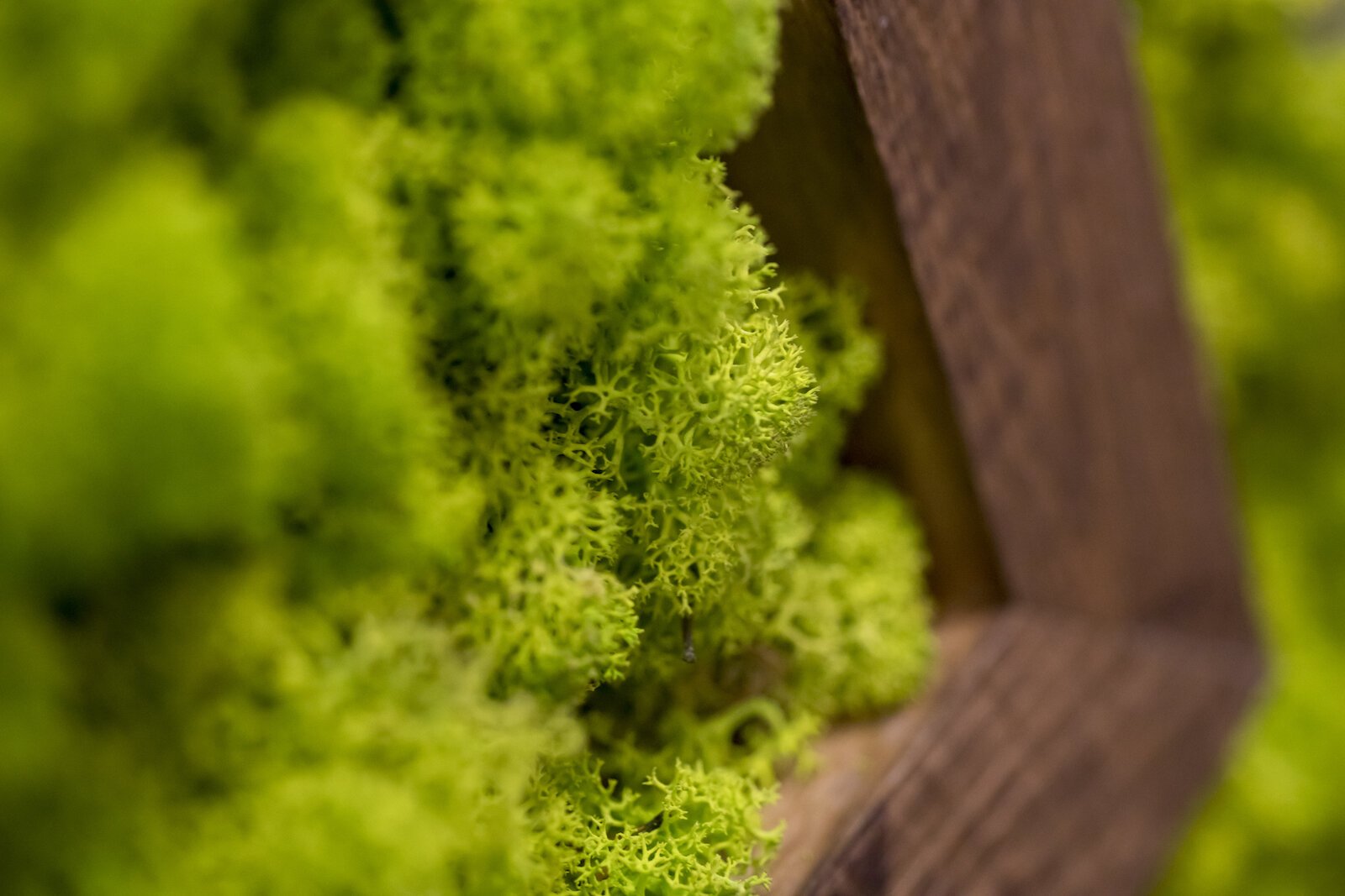 In its work with the Northeast Indiana Regional Partnership, Design Collaborative incorporated a “green wall” in the community breakroom to give employees a spark of color.