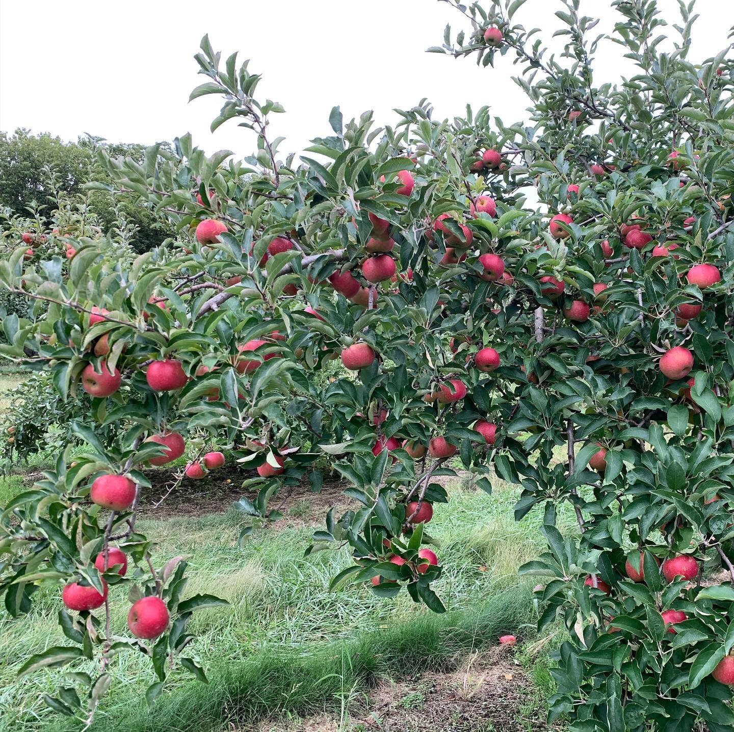 David Doud's Countyline Orchard