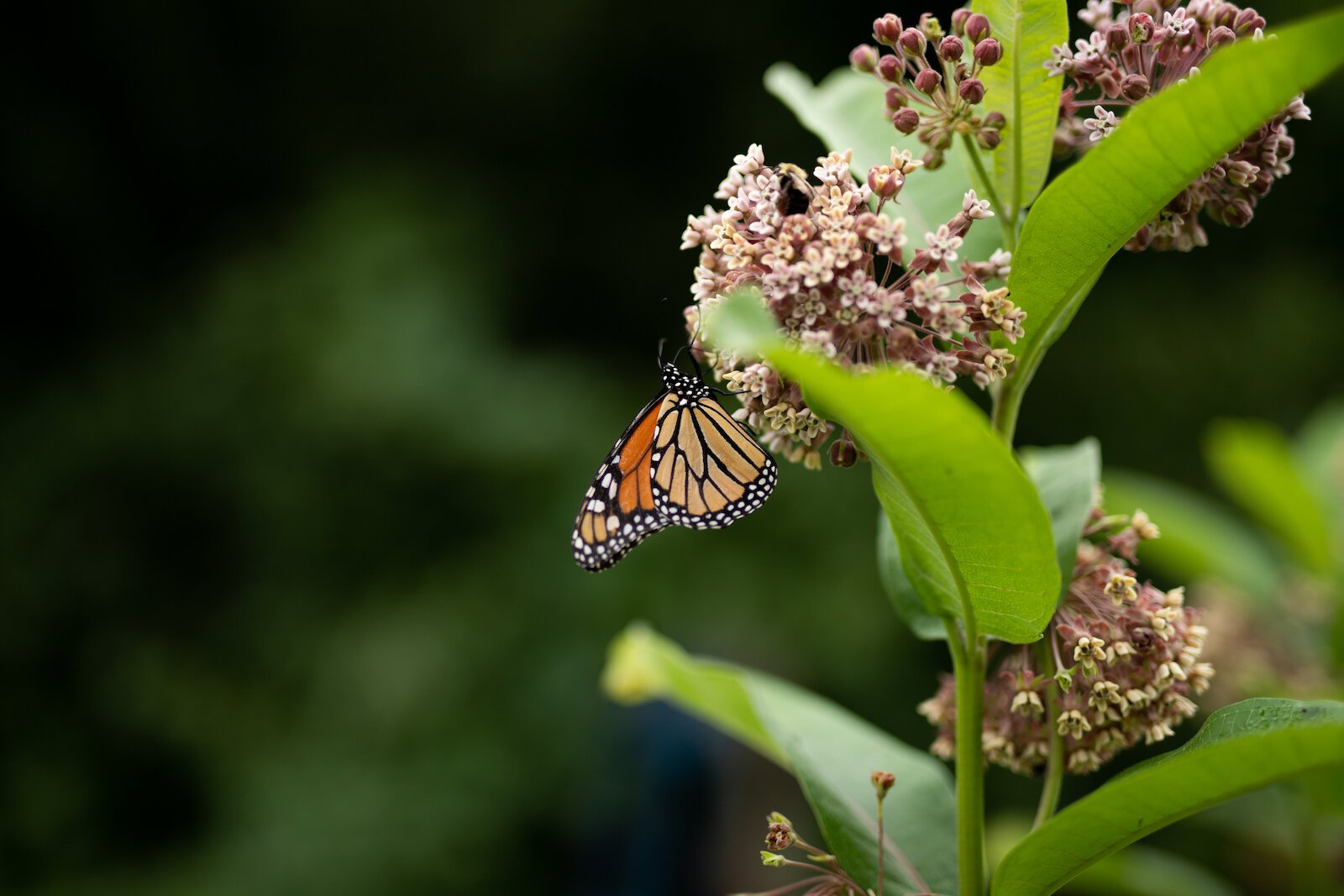 Poplar Village Gardens is based on three acres of land at 2107 Broadway in Fort Wayne's Poplar Neighborhood.