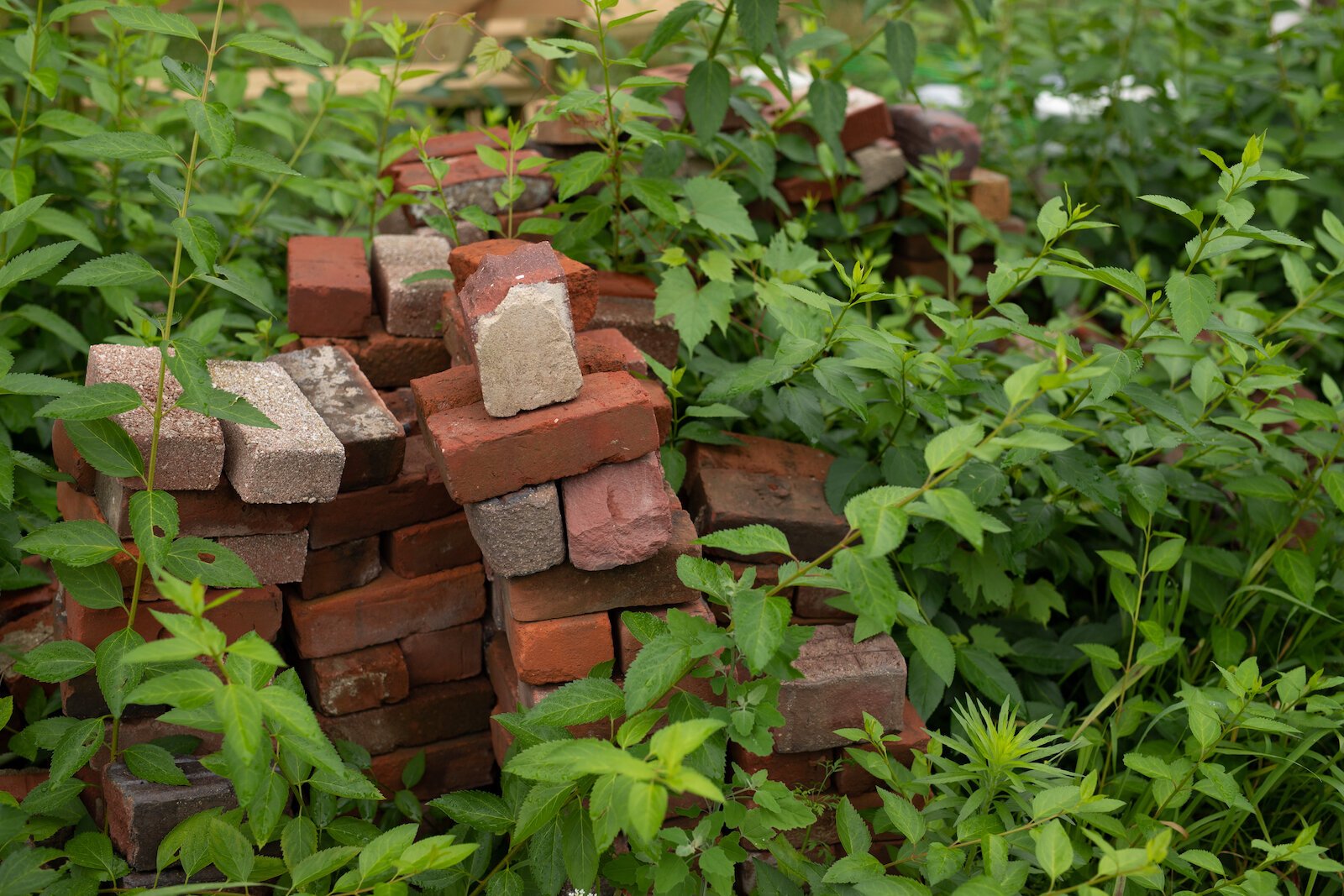 Cinder blocks are used in the natural food forest at Poplar Village Gardens.