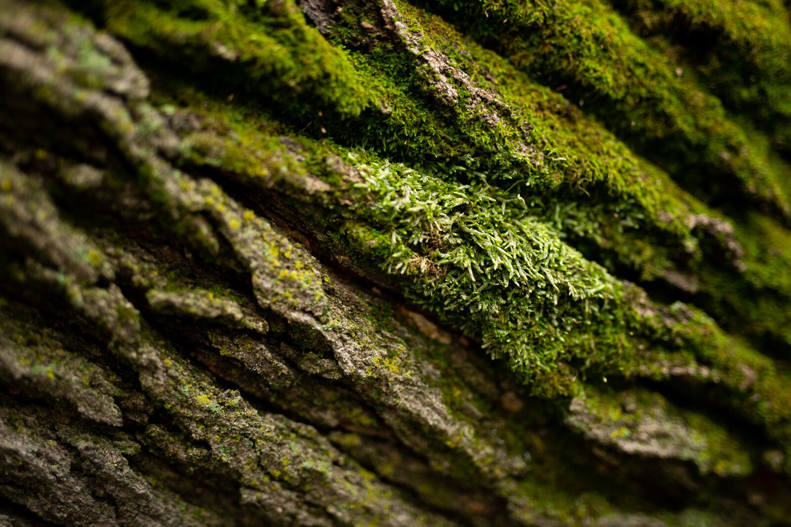 Moss grows on a Mulberry tree at Poplar Village Gardens.