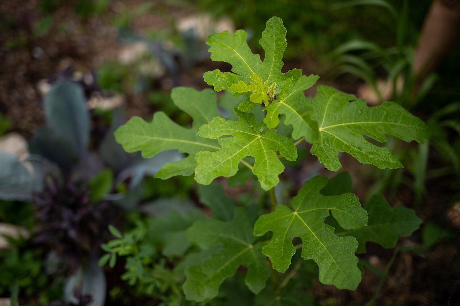 A Hardy Fig Tree at Poplar Village Gardens.