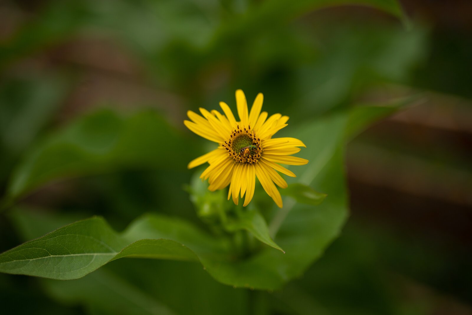 Poplar Village Gardens is based on three acres of land at 2107 Broadway in Fort Wayne's Poplar Neighborhood.