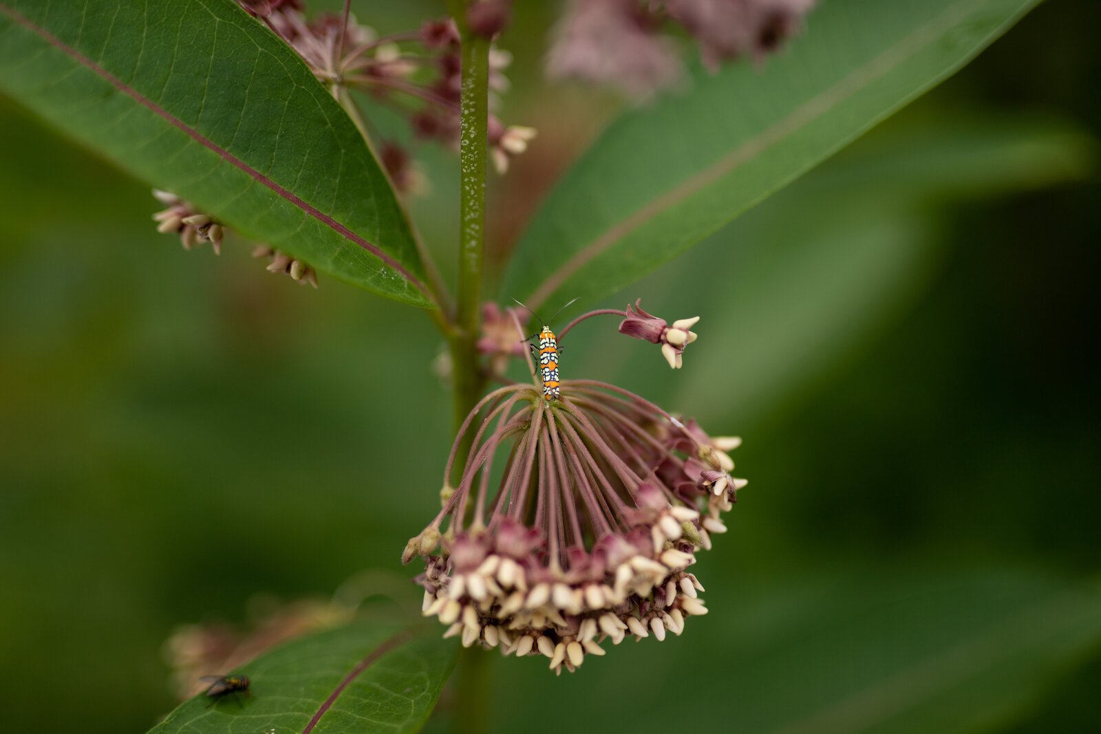 Poplar Village Gardens is based on three acres of land at 2107 Broadway in Fort Wayne's Poplar Neighborhood.