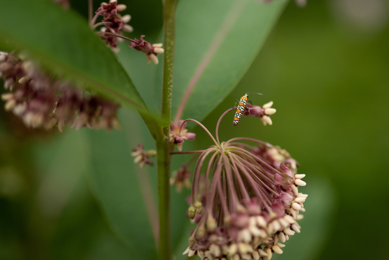 Poplar Village Gardens is based on three acres of land at 2107 Broadway in Fort Wayne's Poplar Neighborhood.