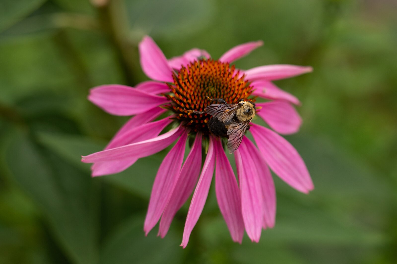 Poplar Village Gardens is based on three acres of land at 2107 Broadway in the Poplar Neighborhood.