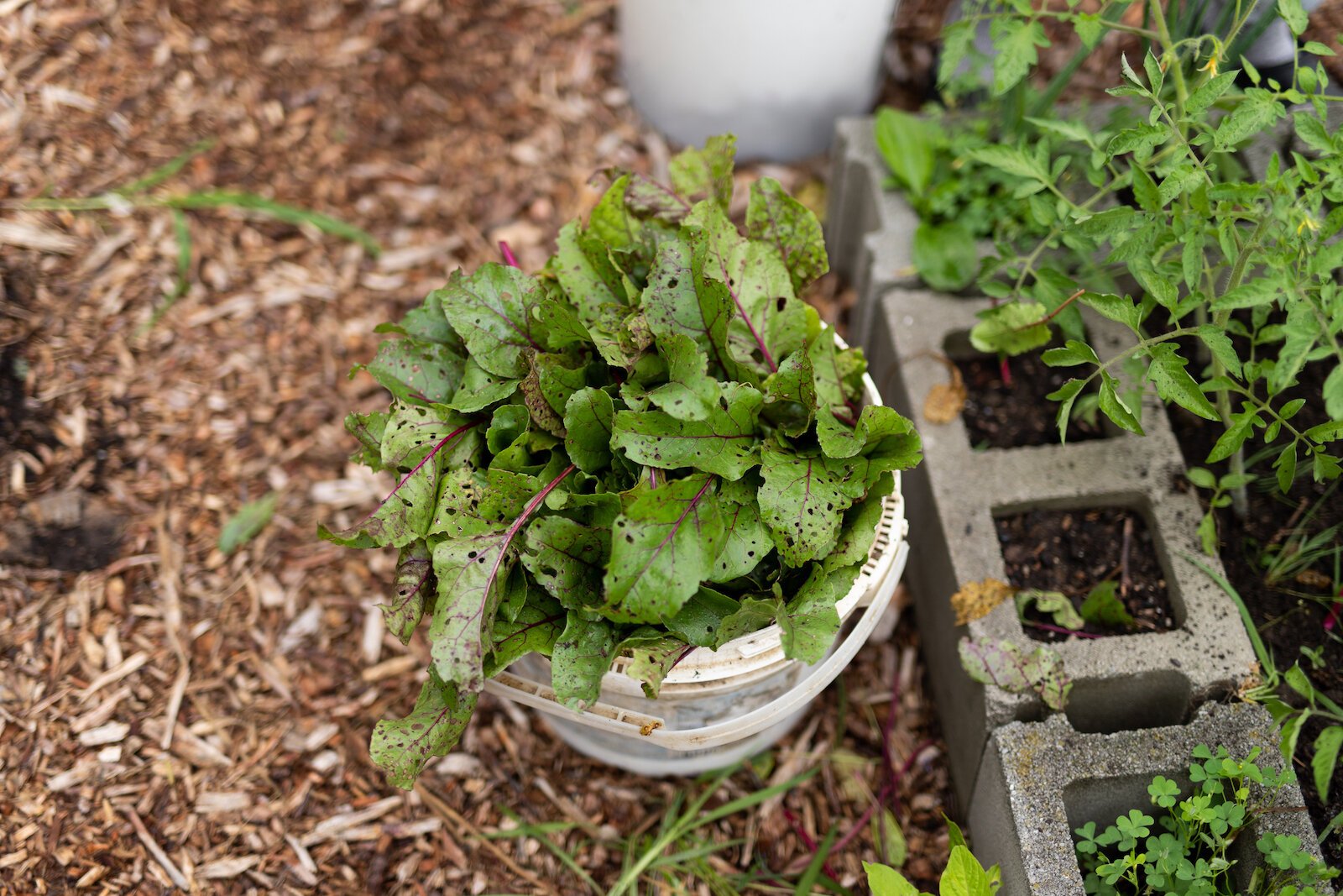 Edible Beet Tops at Poplar Village Gardens have holes due to a lack of pesticide use.