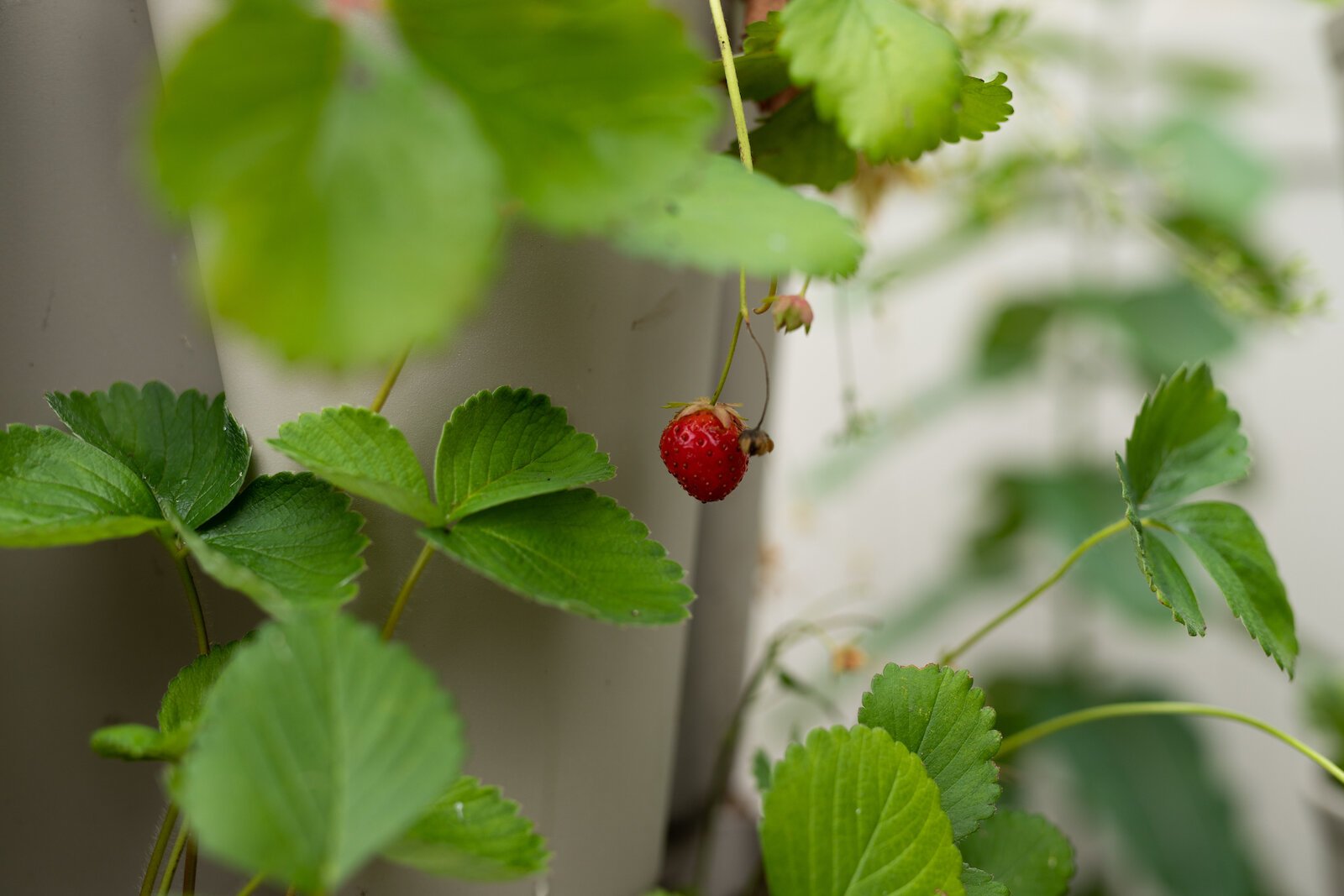 Hydroponic Strawberries at Poplar Village Gardens.
