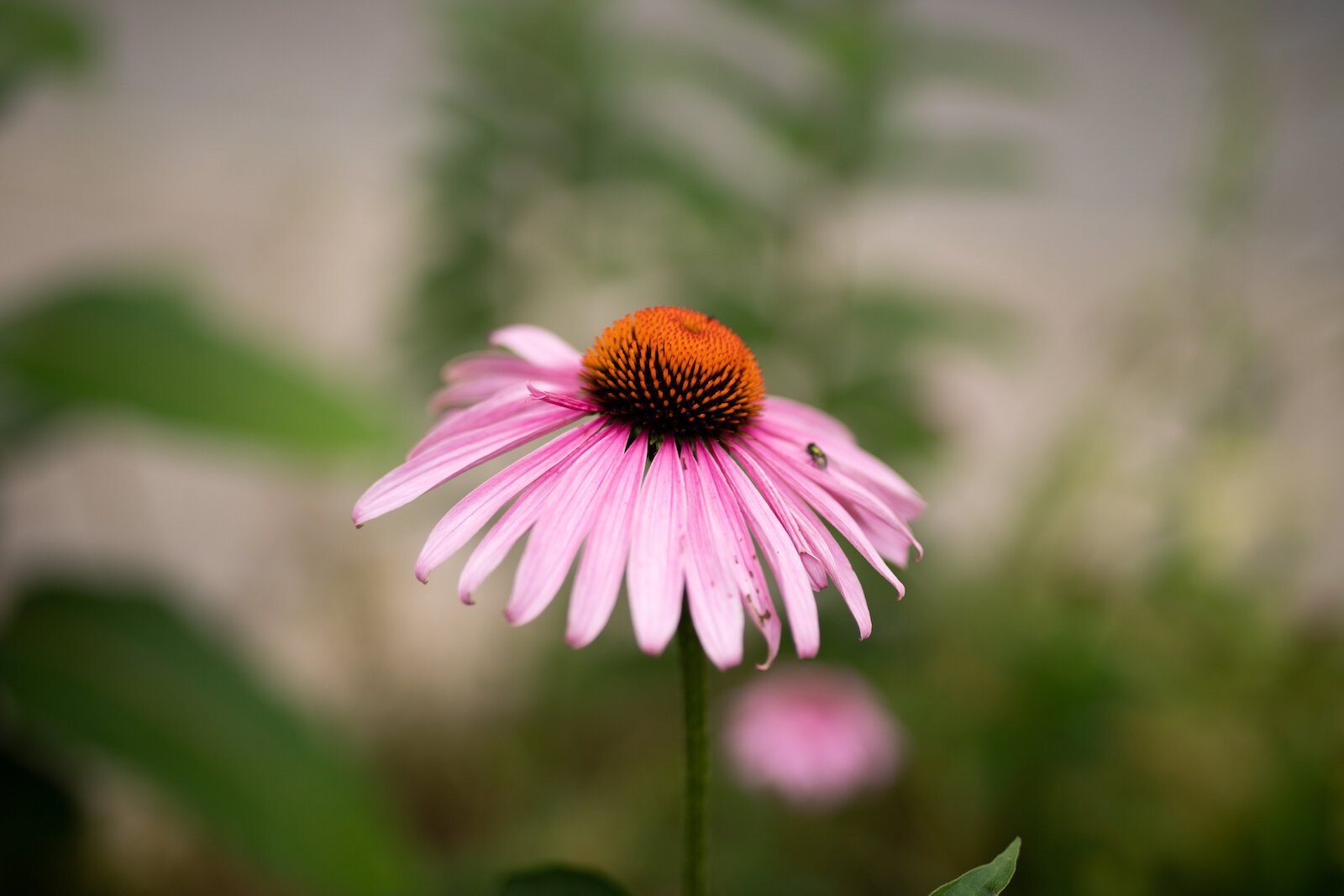 Purple Cone Flower at Poplar Village Gardens.