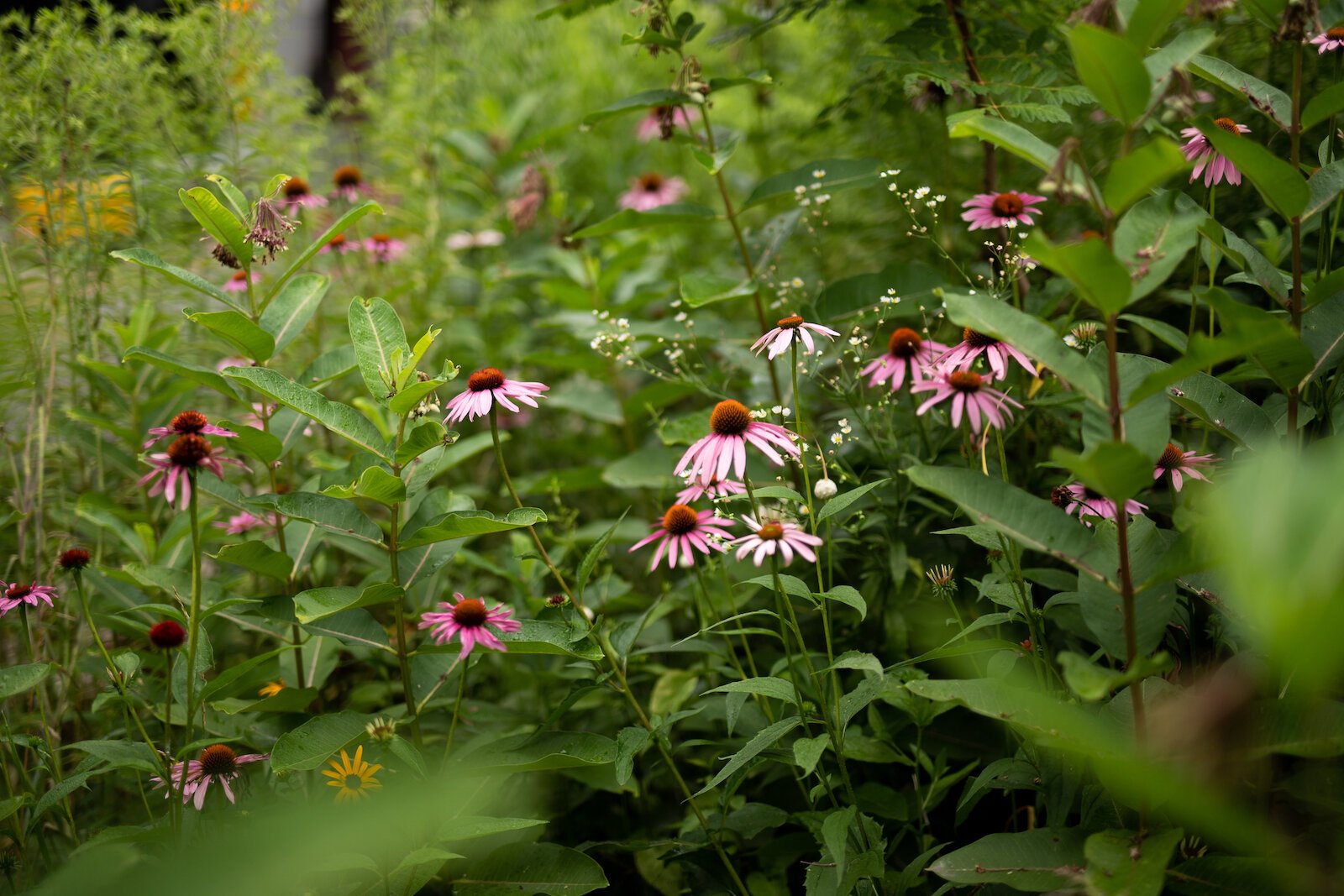 Purple Cone Flower at Poplar Village Gardens.